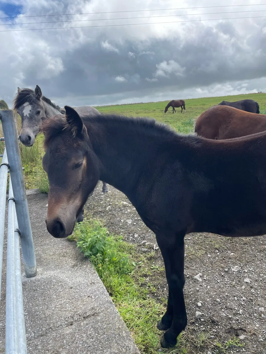 May 26 Connemara Filly - Image 3
