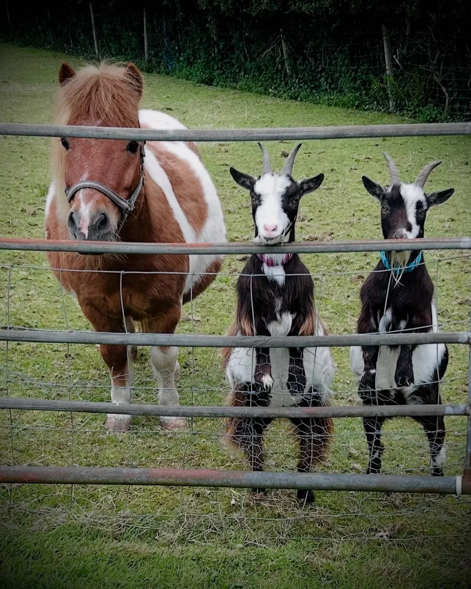 Pygmy goats - Image 1