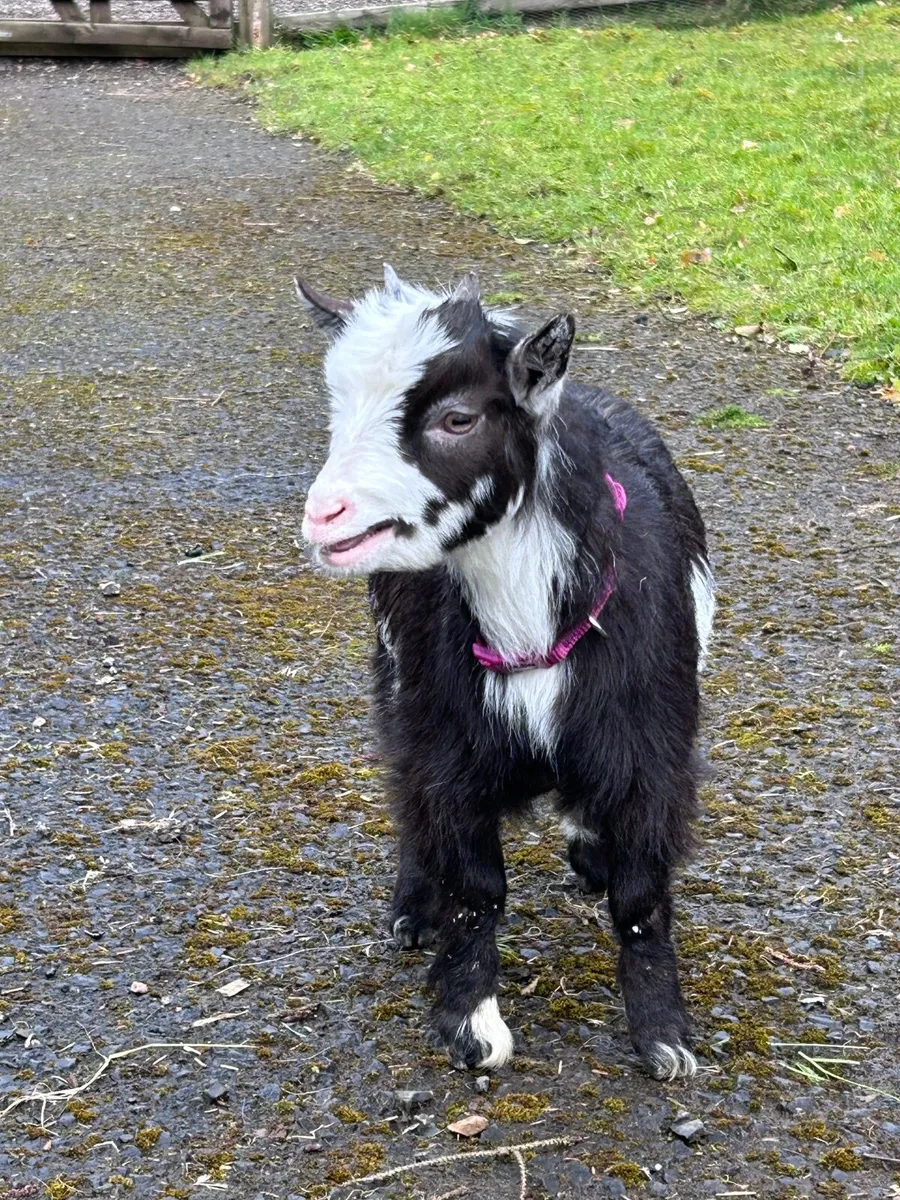Pygmy goats - Image 3