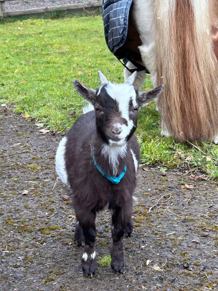 Pygmy goats - Image 2