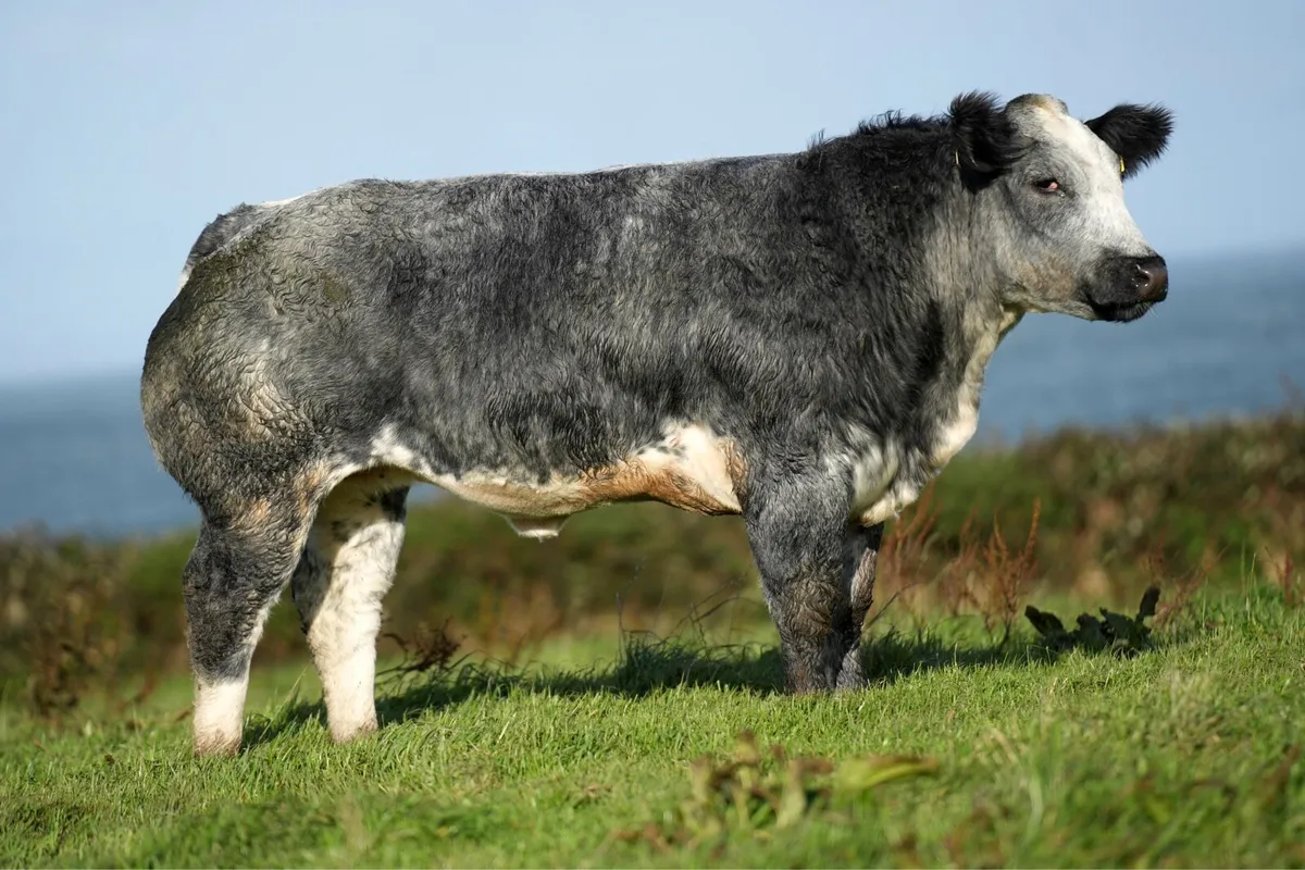 Blue Show Heifer - Manorhamilton Mart 2nd Nov - Image 1