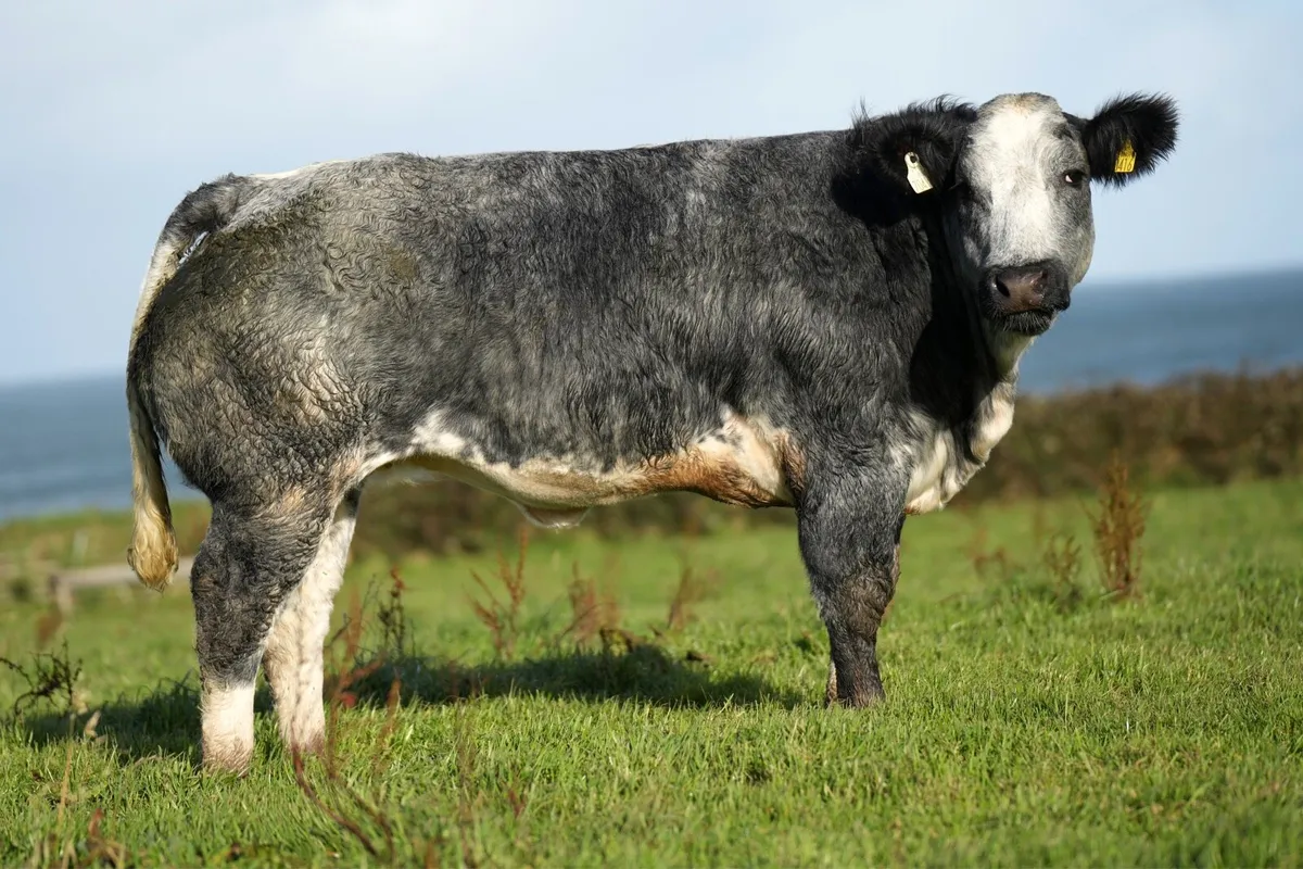 Blue Show Heifer - Manorhamilton Mart 2nd Nov - Image 3