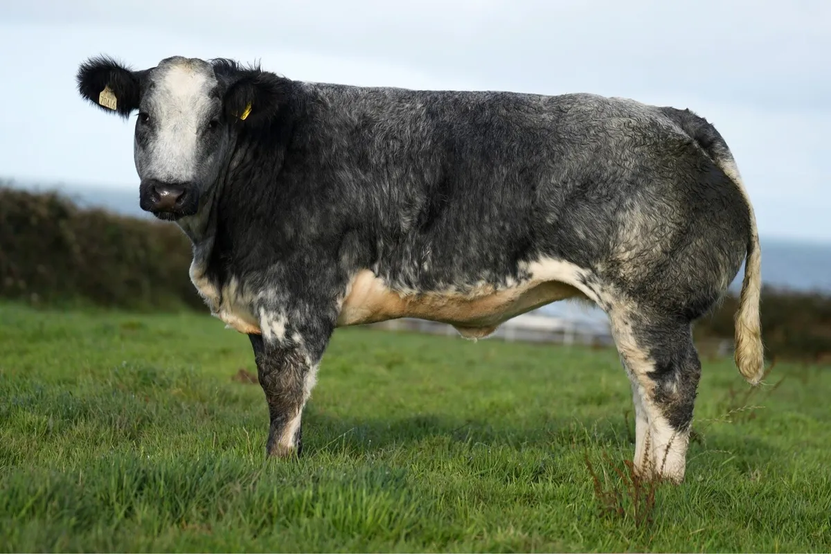Blue Show Heifer - Manorhamilton Mart 2nd Nov - Image 2