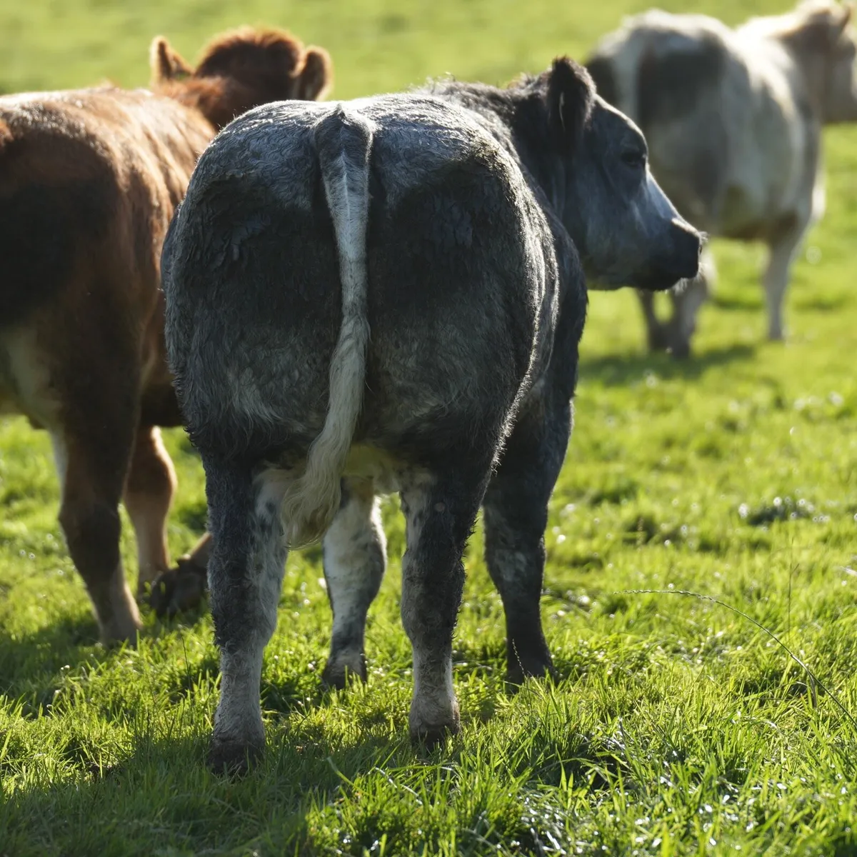 Blue Show Heifer - Manorhamilton Mart 2nd Nov - Image 4