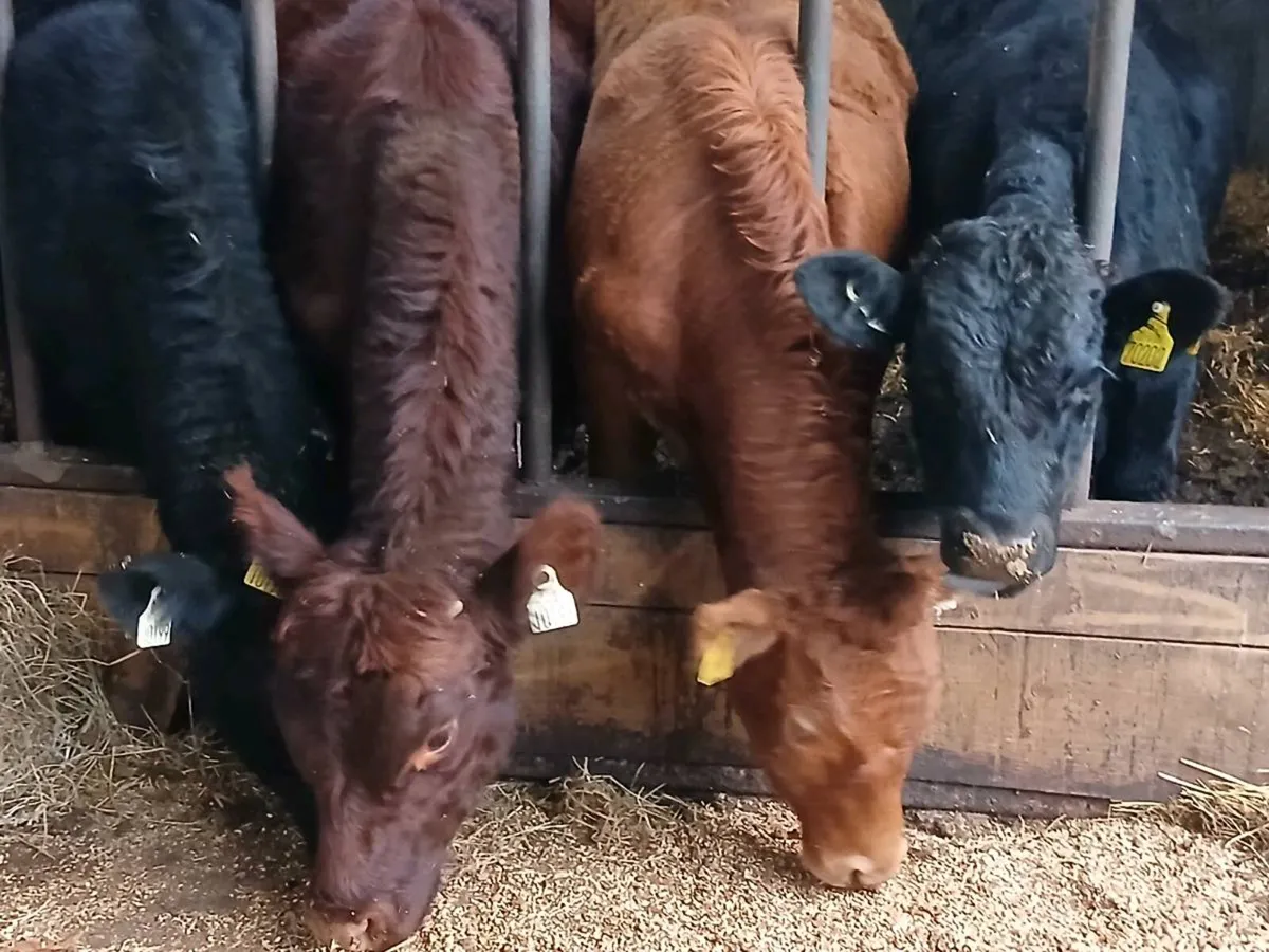 Bull weanlings - Image 1