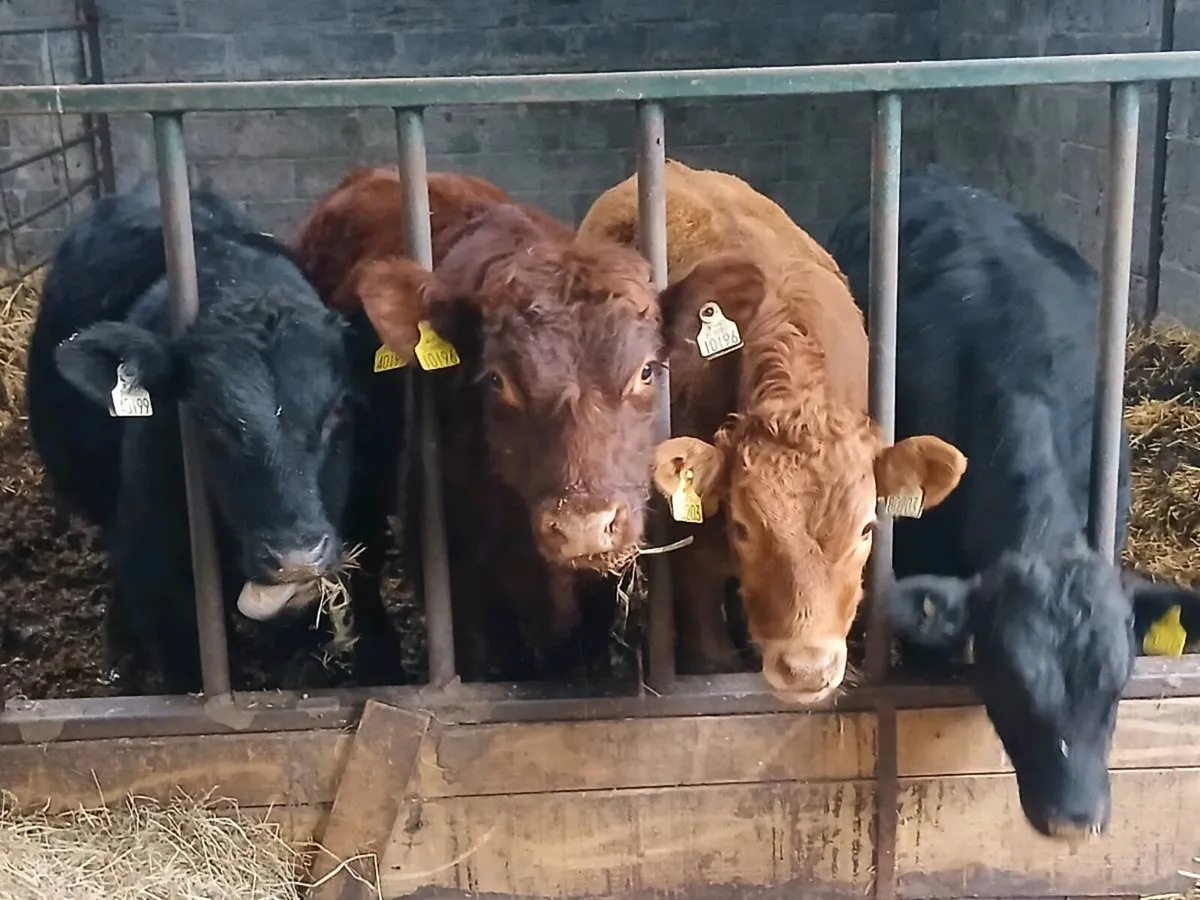 Bull weanlings - Image 2