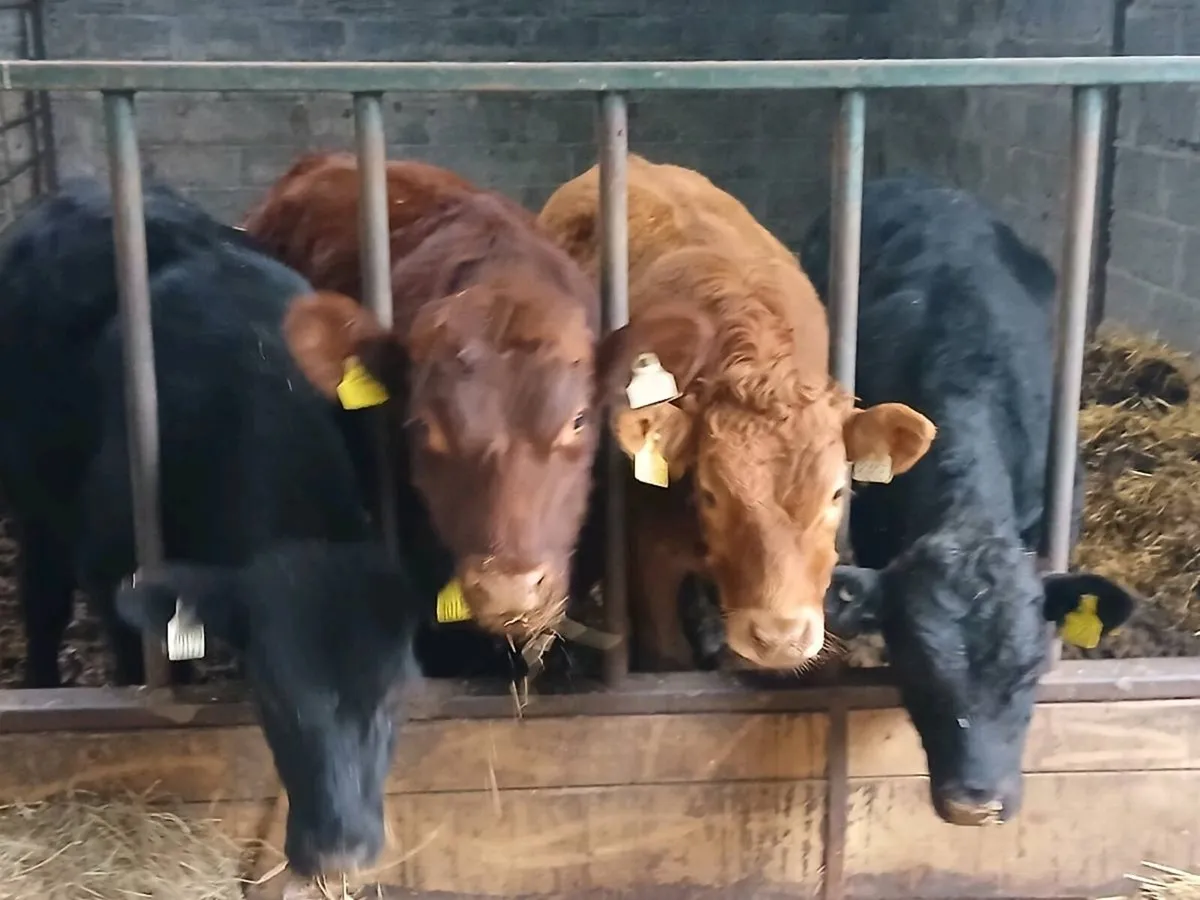 Bull weanlings - Image 3
