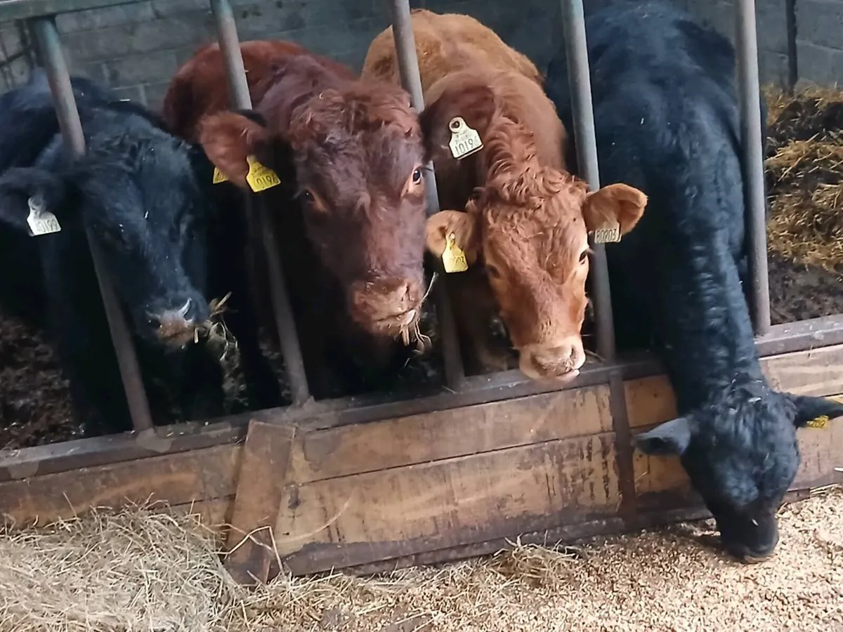 Bull weanlings - Image 4
