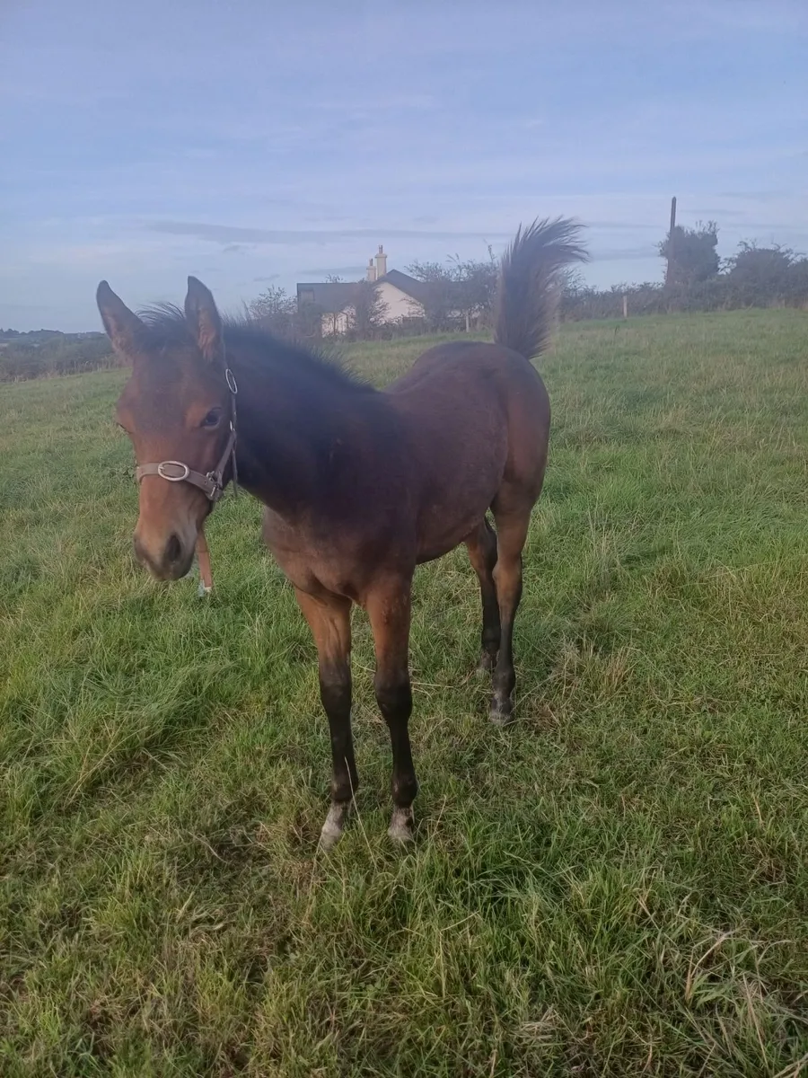 Foal - Image 3