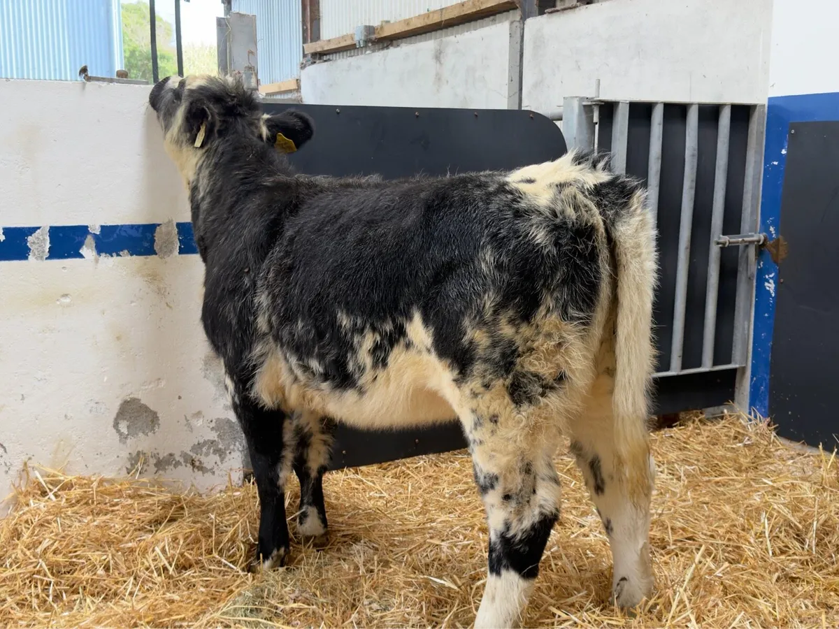 🔵Belgian Blue Heifer Weanling🔵 - Image 4