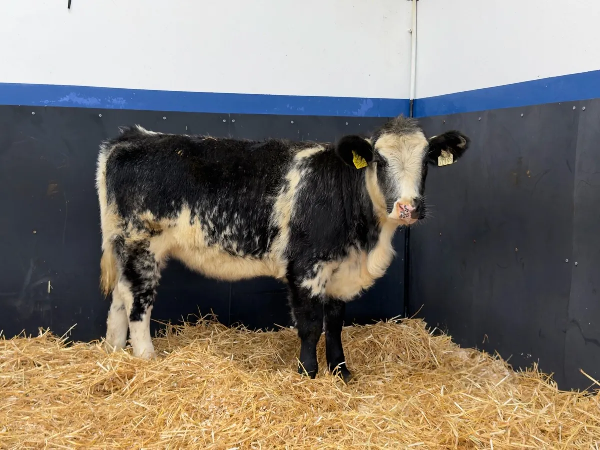 🔵Belgian Blue Heifer Weanling🔵 - Image 1