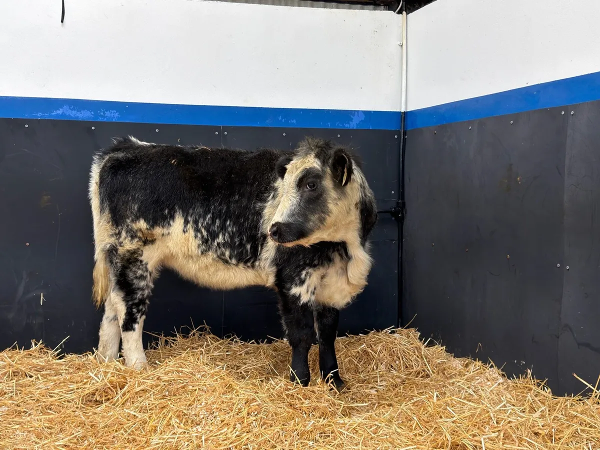 🔵Belgian Blue Heifer Weanling🔵 - Image 2