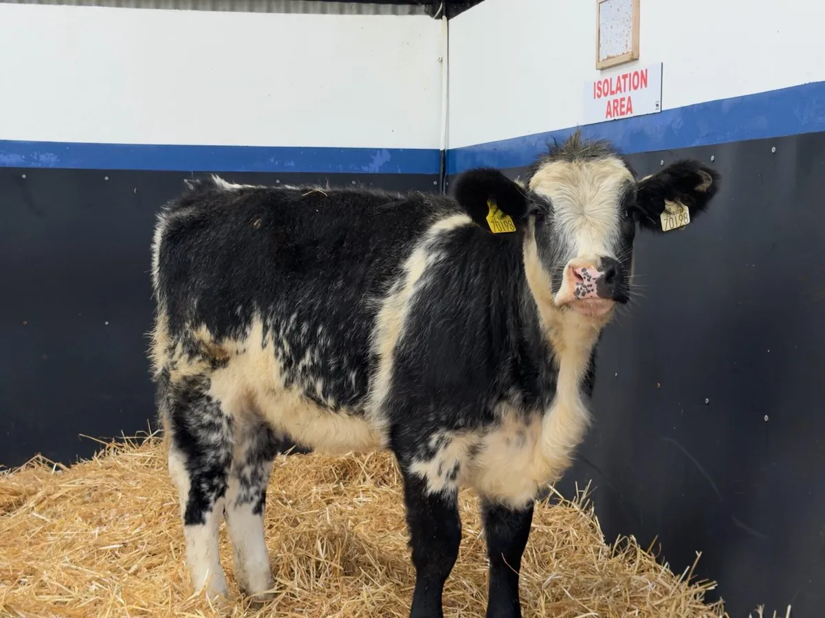 🔵Belgian Blue Heifer Weanling🔵 - Image 3