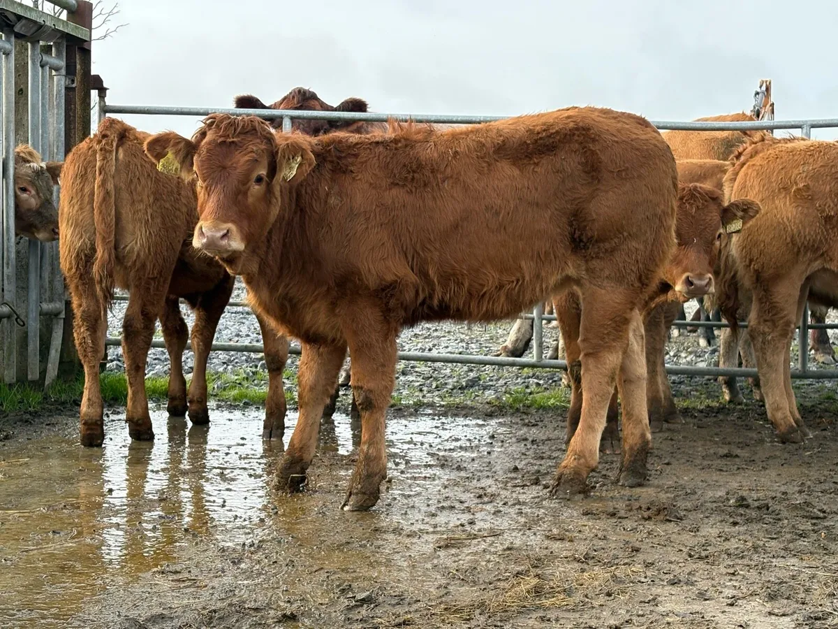 20 super red limousine heifers - Image 1