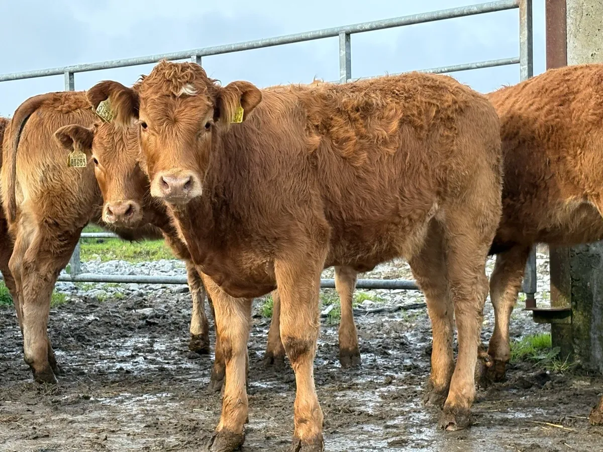20 super red limousine heifers - Image 2