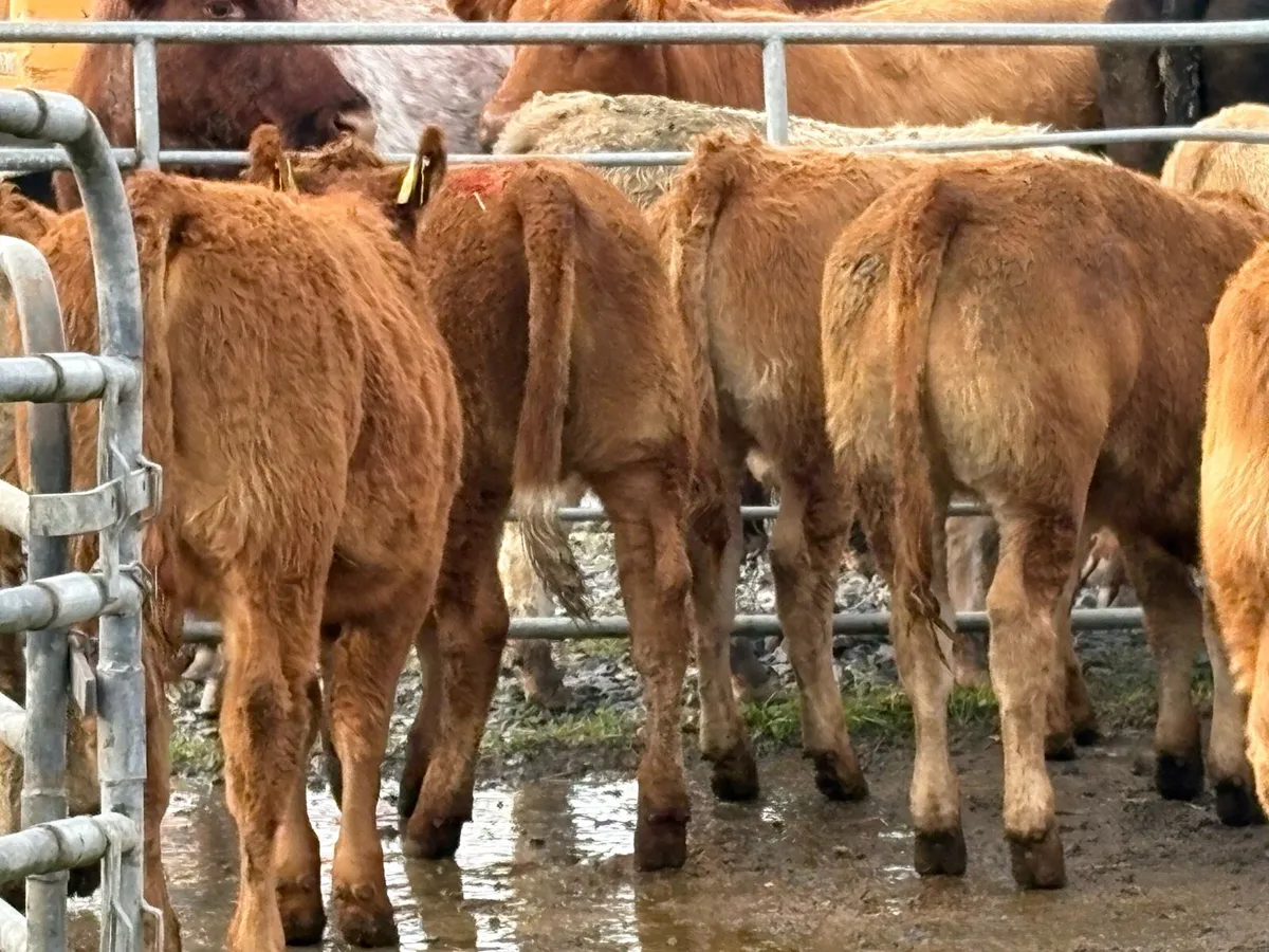 20 super red limousine heifers - Image 3