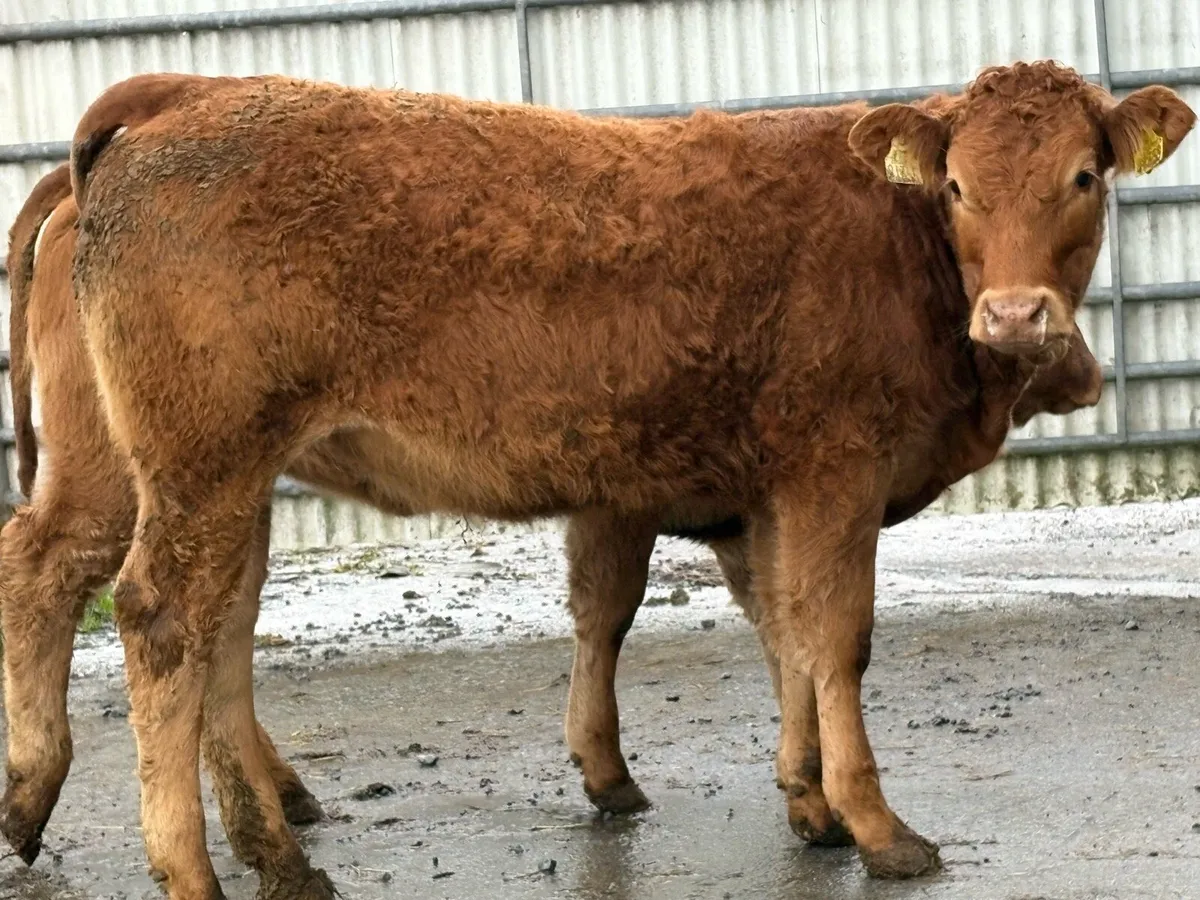 20 super red limousine heifers - Image 4