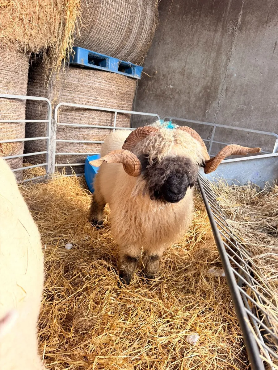 Pedigree Valais Blacknose Ram - Image 1