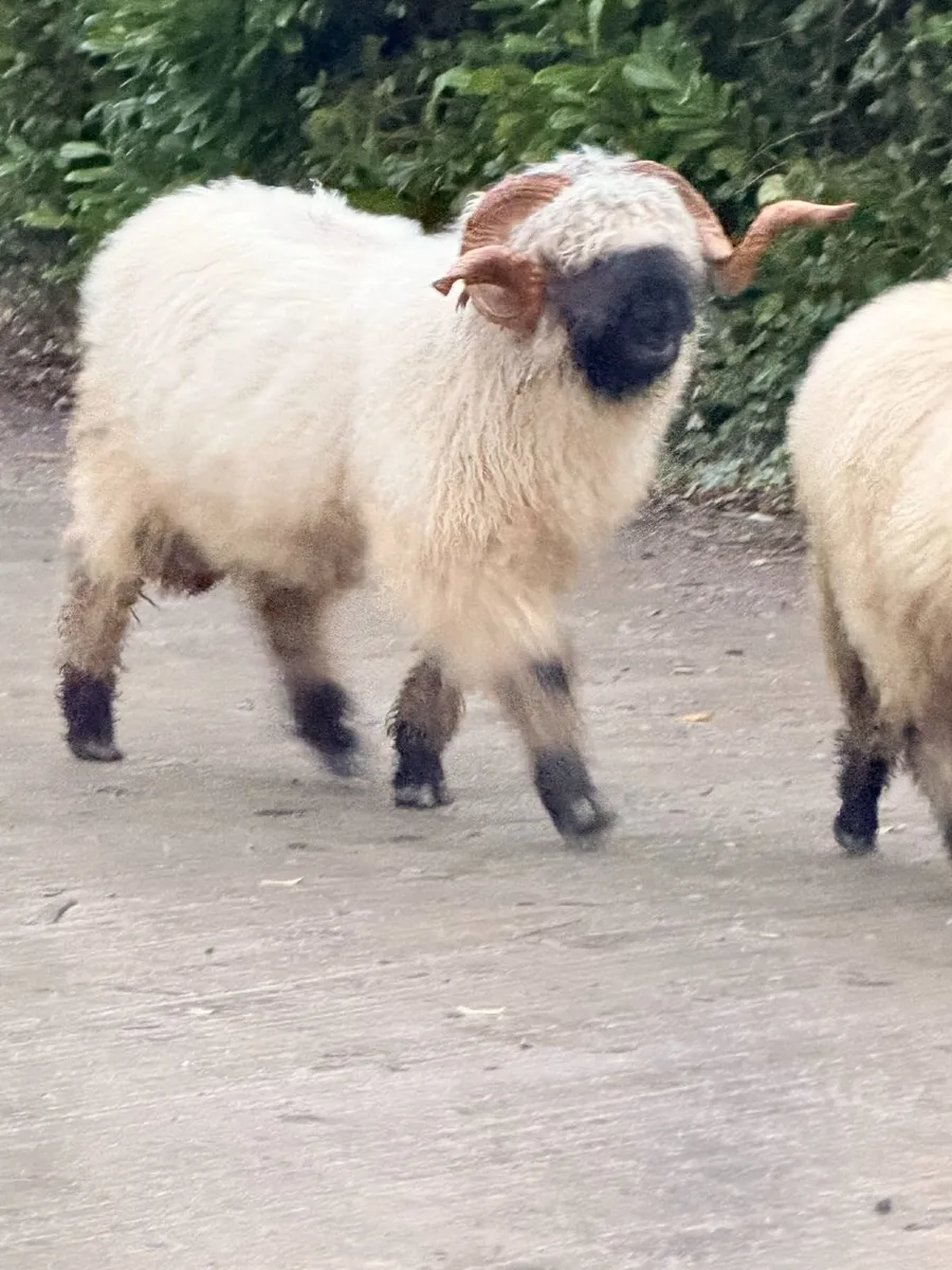 Pedigree Valais Blacknose Ram - Image 2