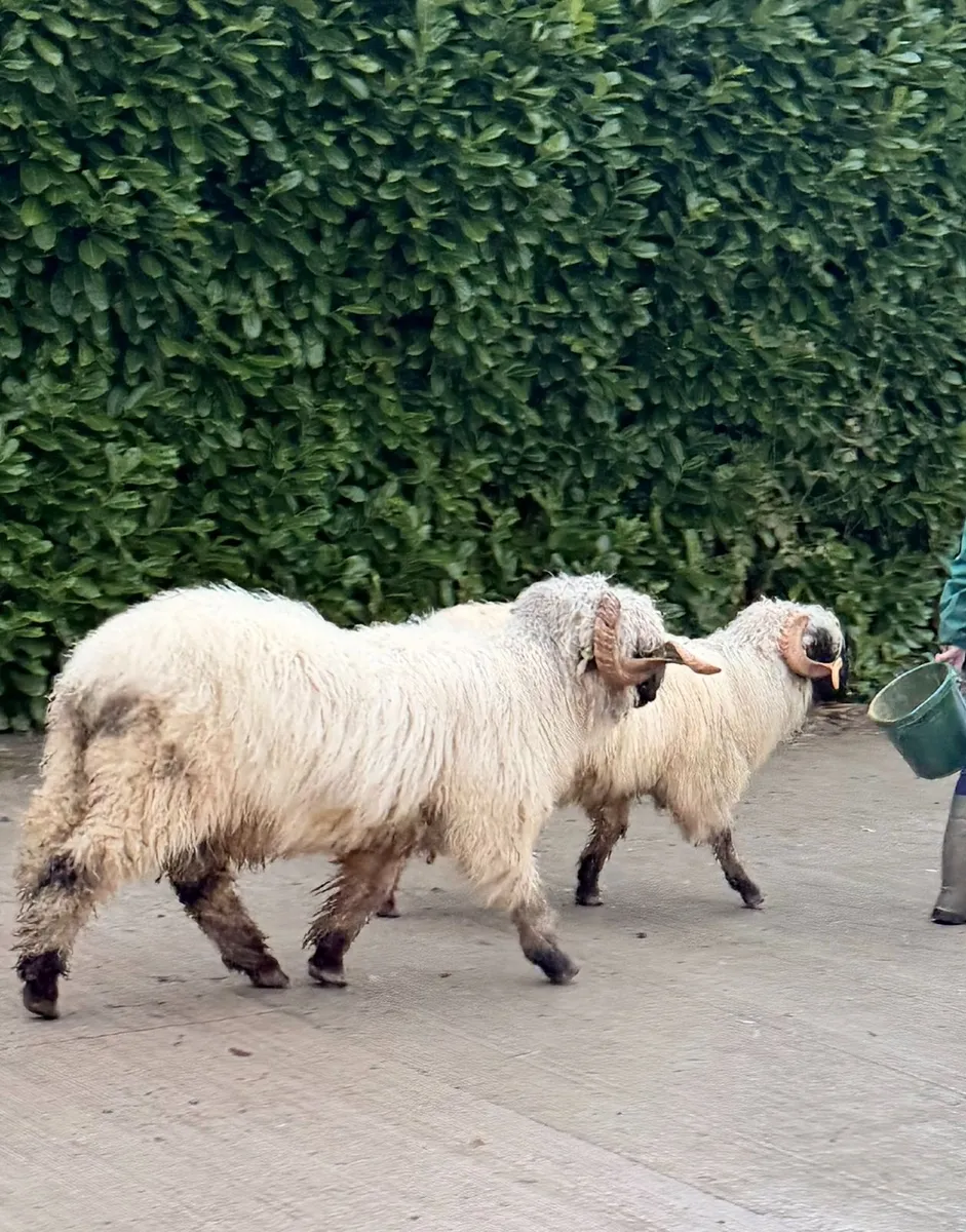 Pedigree Valais Blacknose Ram - Image 3