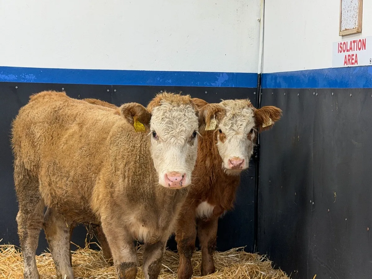🔴2 Limousine Heifers - Image 1
