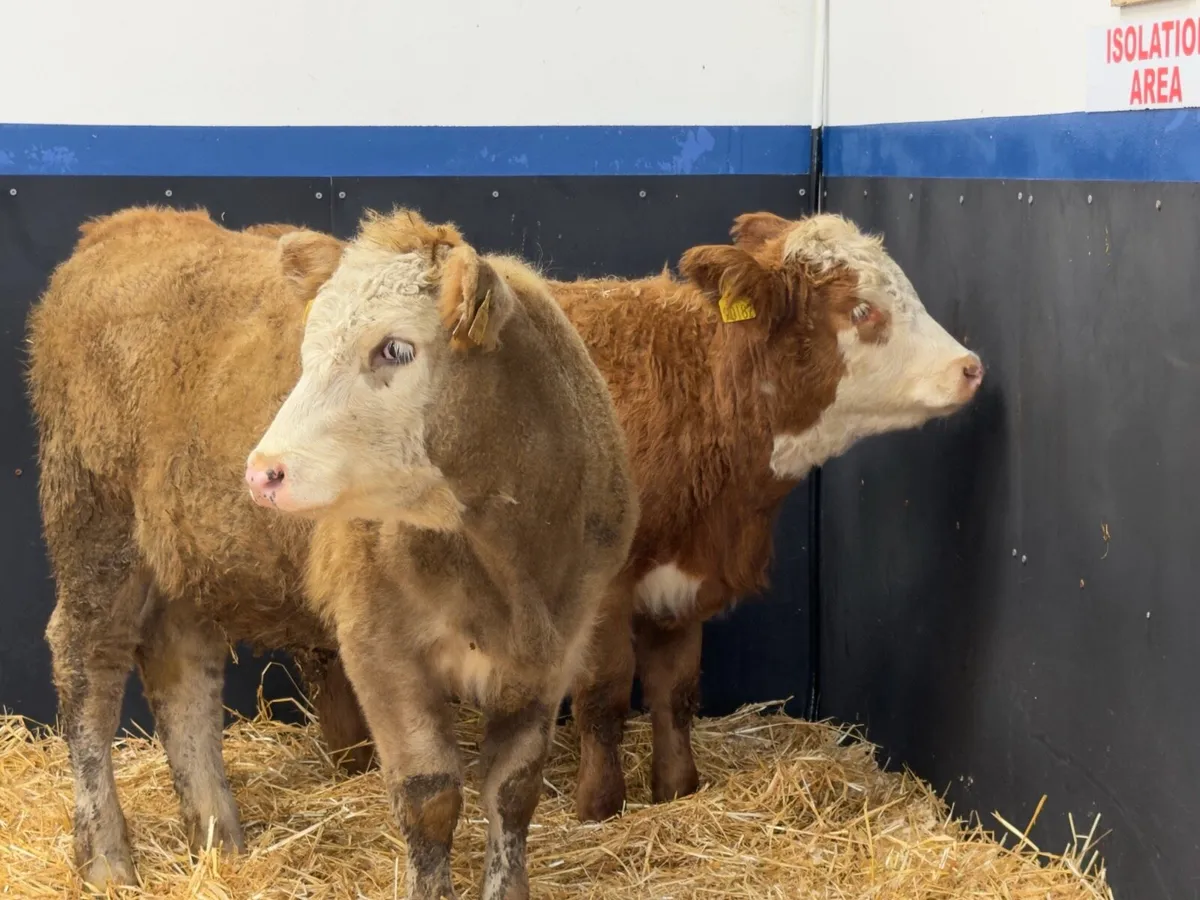 🔴2 Limousine Heifers - Image 2