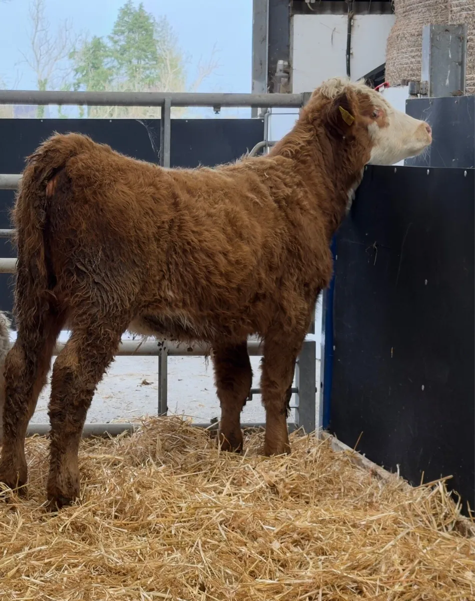 🔴2 Limousine Heifers - Image 3