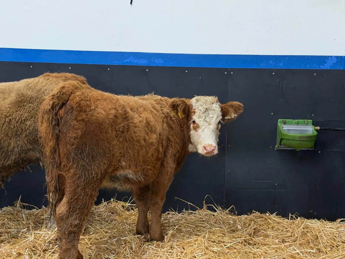🔴2 Limousine Heifers - Image 4