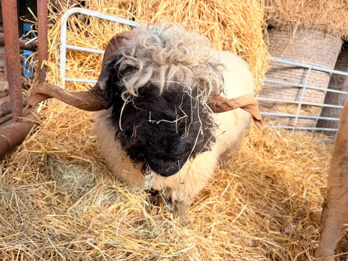 Pedigree Valais Blacknose Ram - Image 1