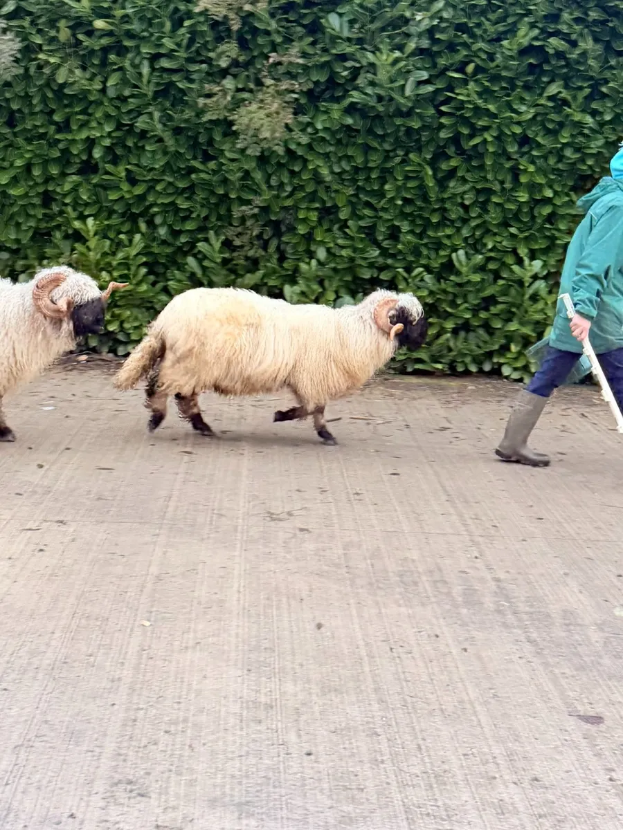 Pedigree Valais Blacknose Ram - Image 2