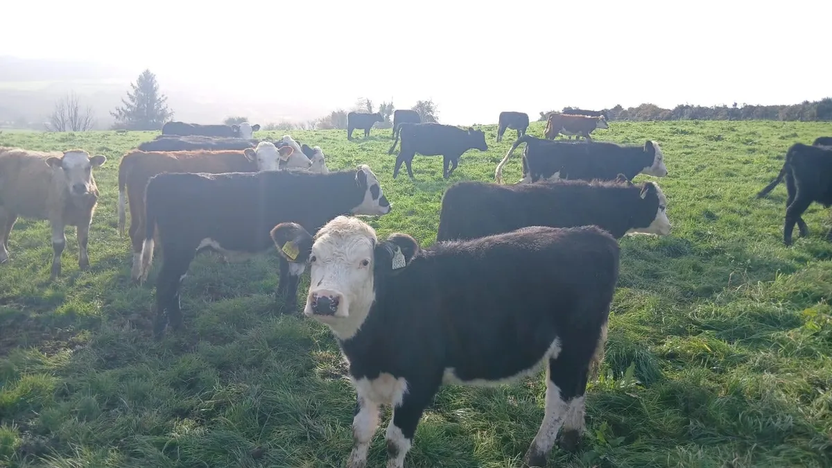 Heifer weanlings - Image 1