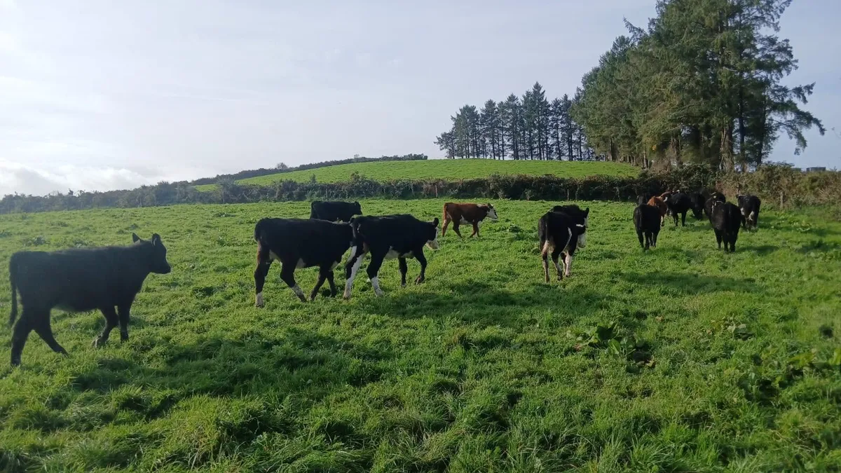 Heifer weanlings - Image 2