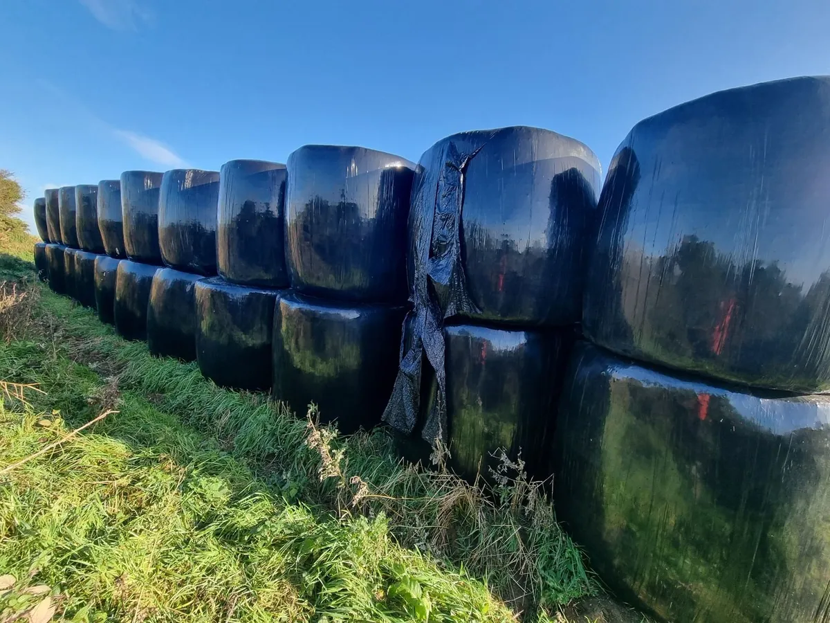 Round hay bales - Image 1