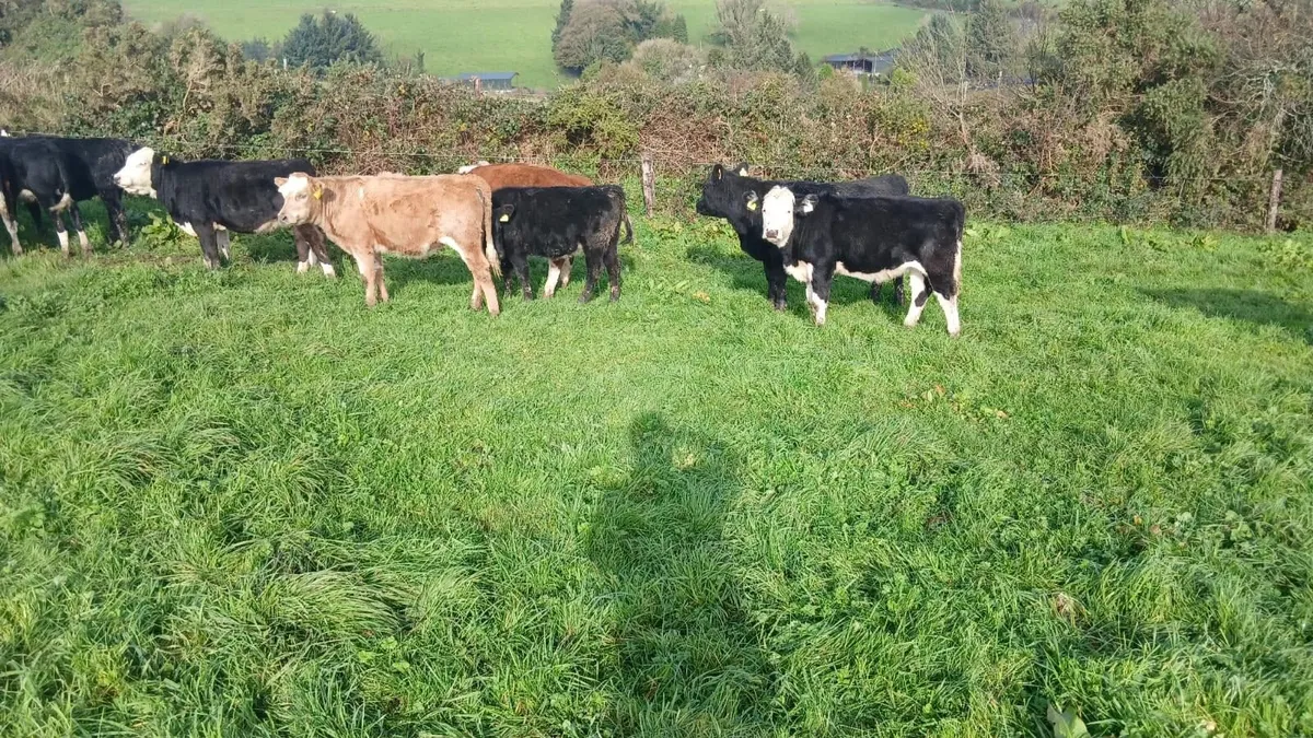 Heifer weanlings - Image 4