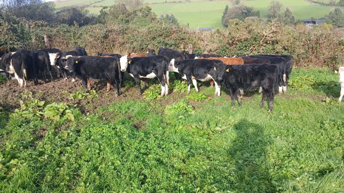 Heifer weanlings - Image 3