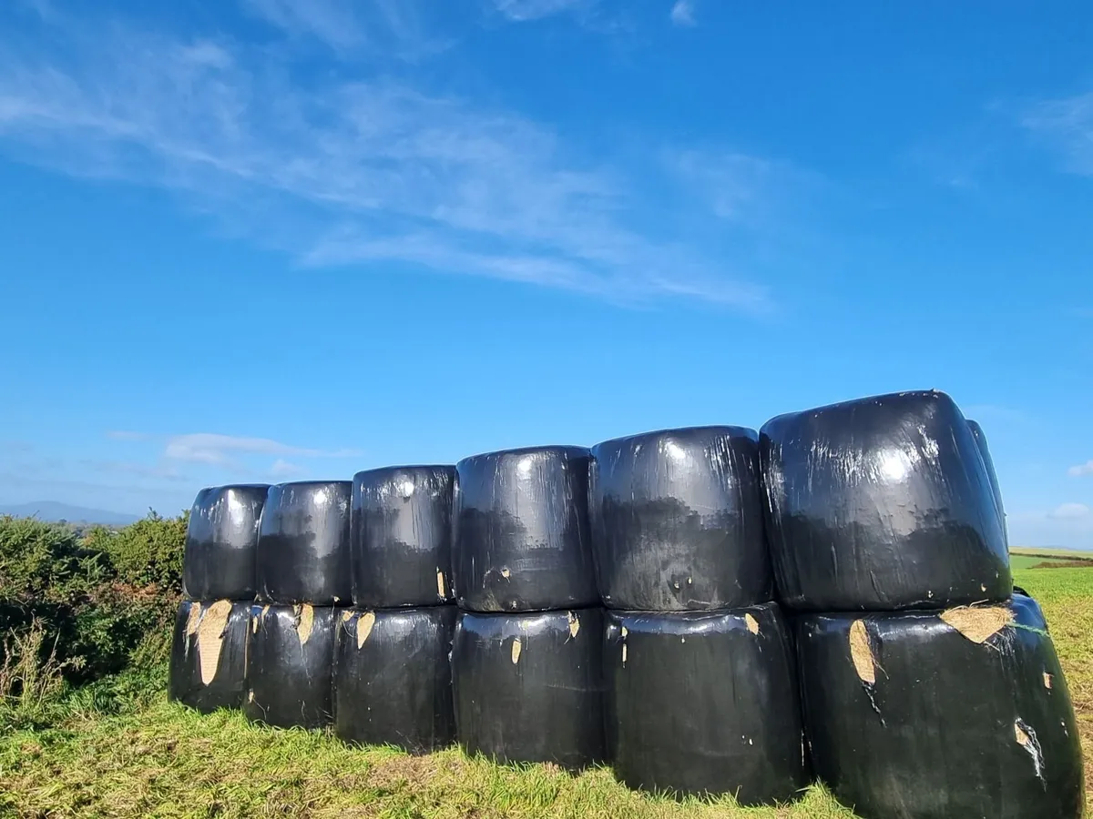 Round hay bales - Image 2