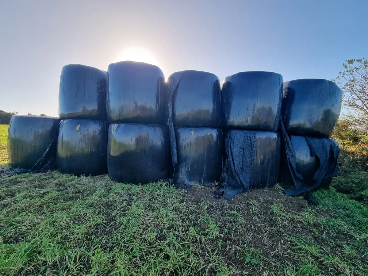 Round hay bales - Image 4