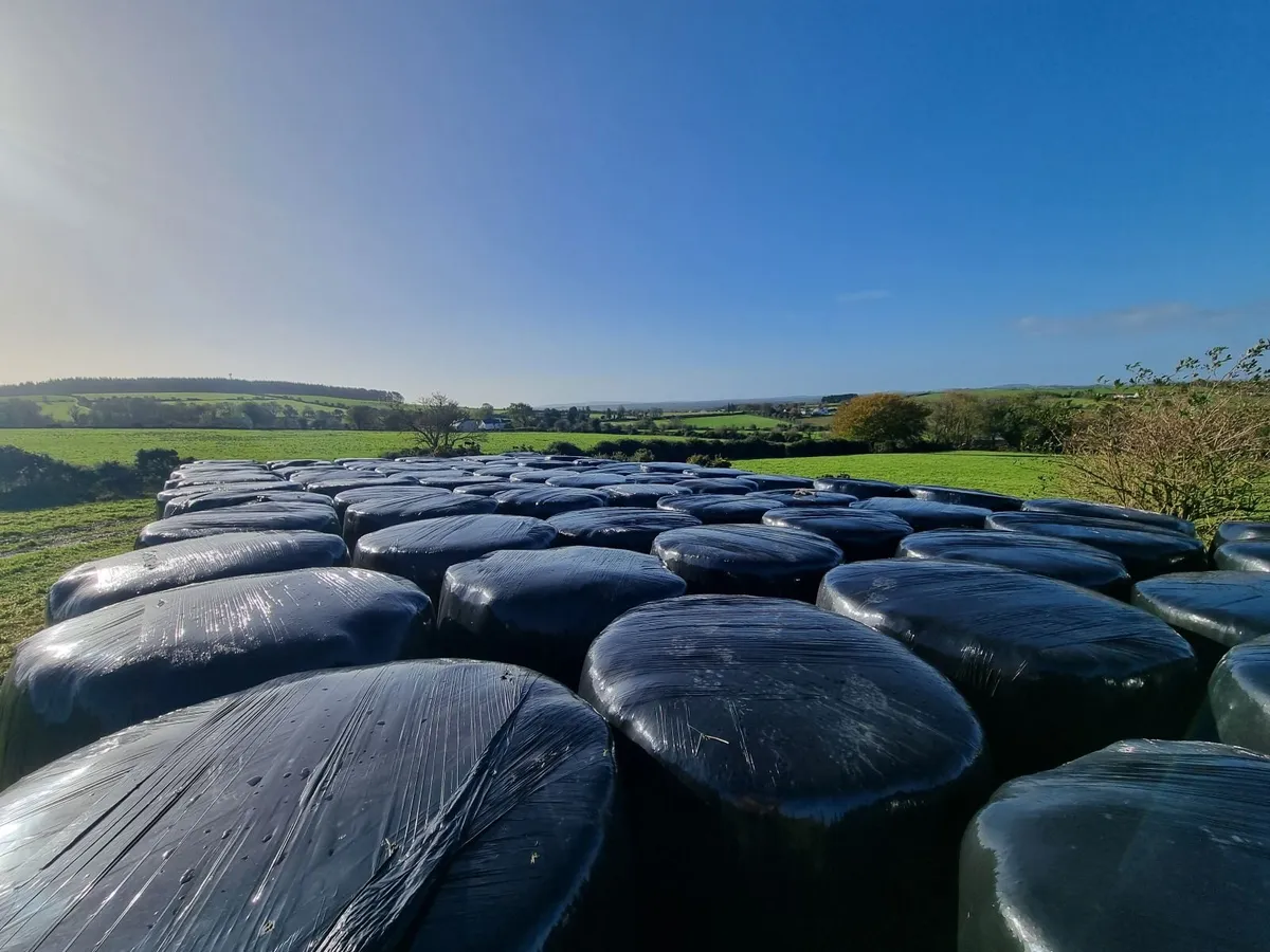Round hay bales - Image 3