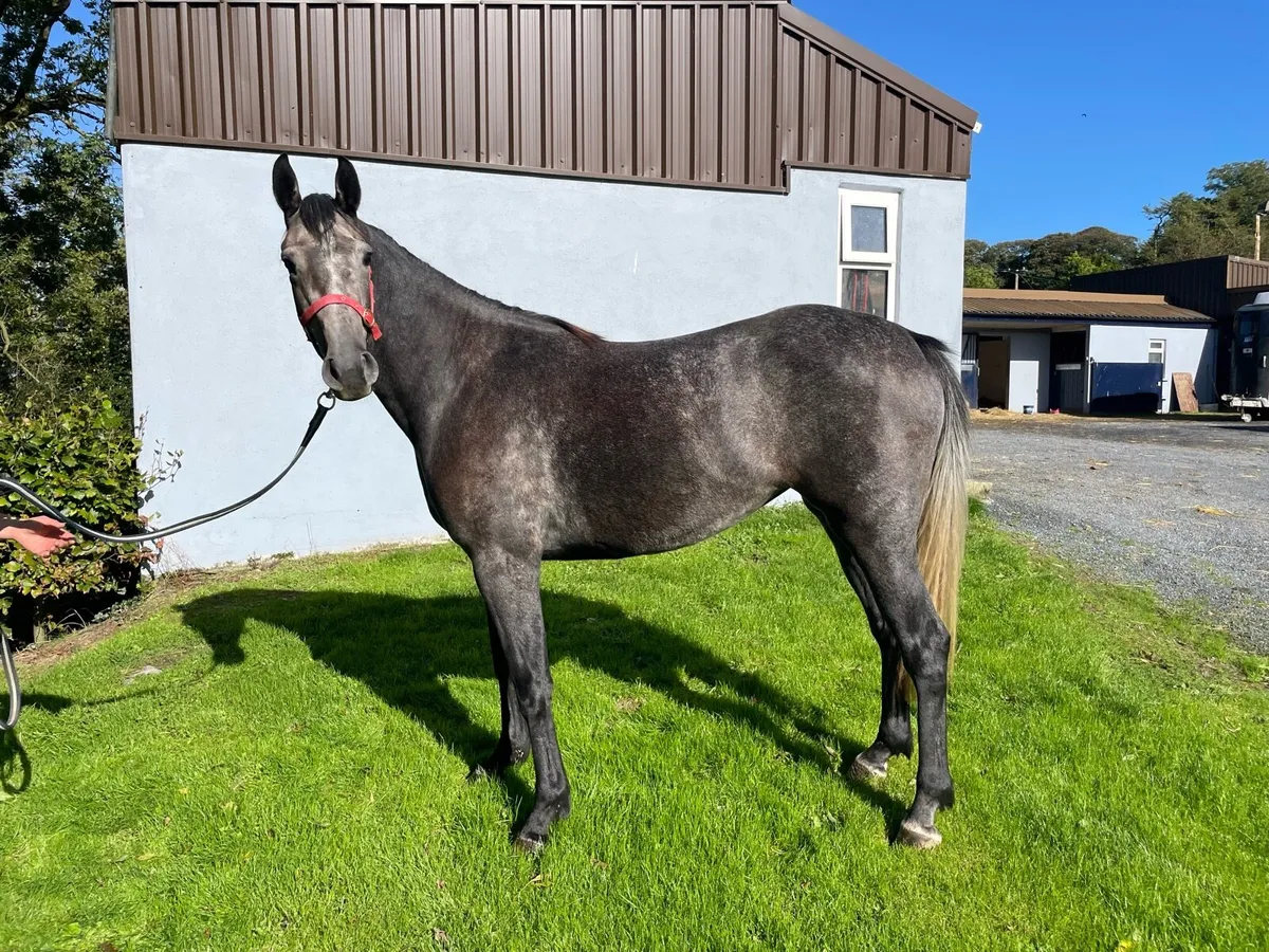 3yo grey filly - Image 3