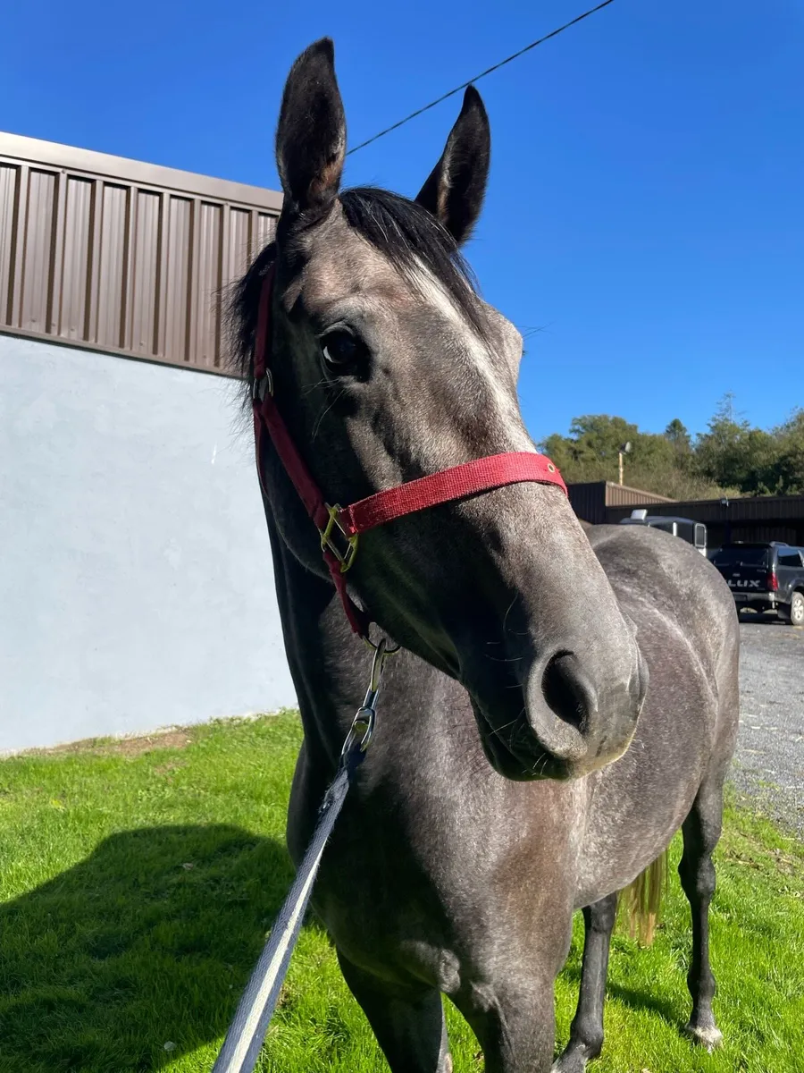 3yo grey filly - Image 4
