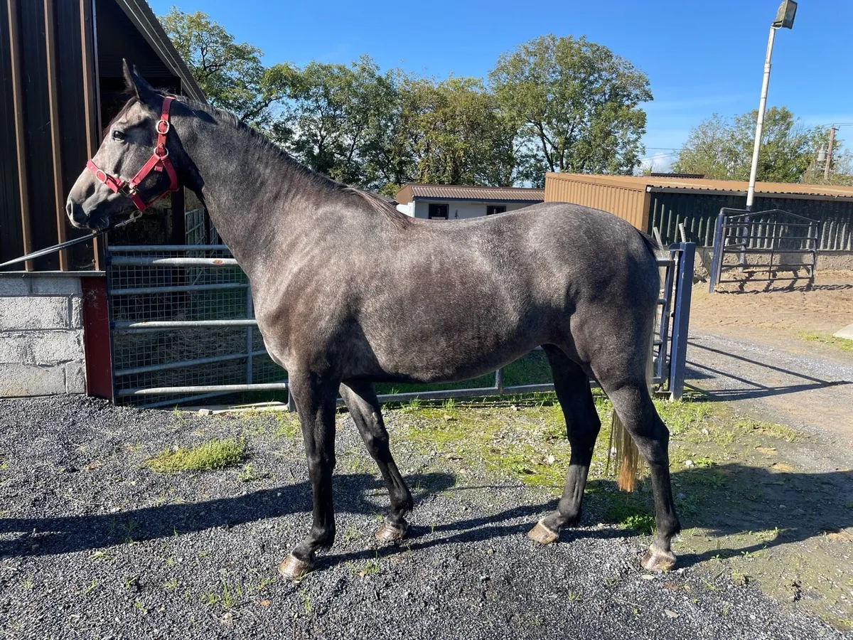 3yo grey filly - Image 2