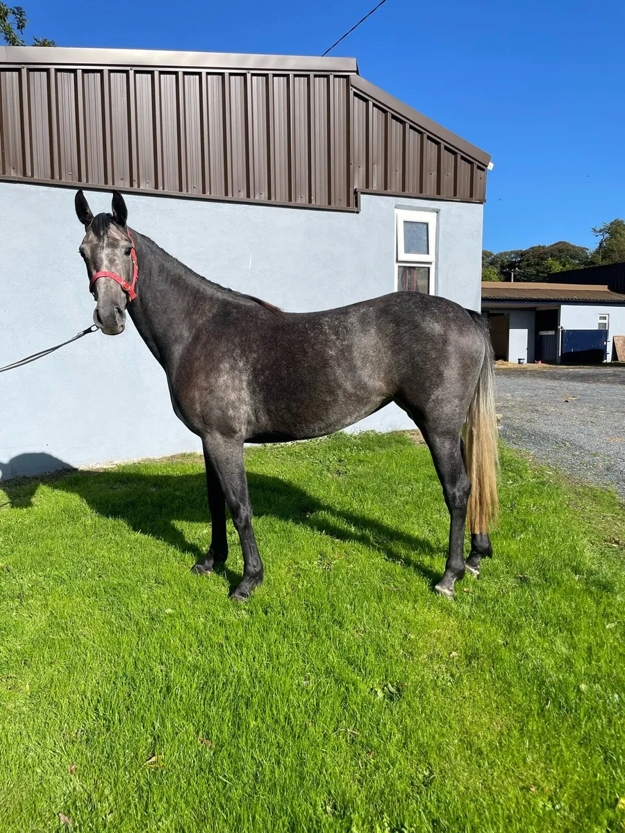 3yo grey filly - Image 1