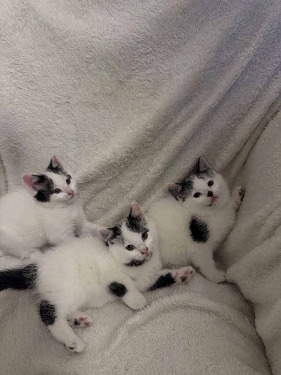 Kittens - Image 1