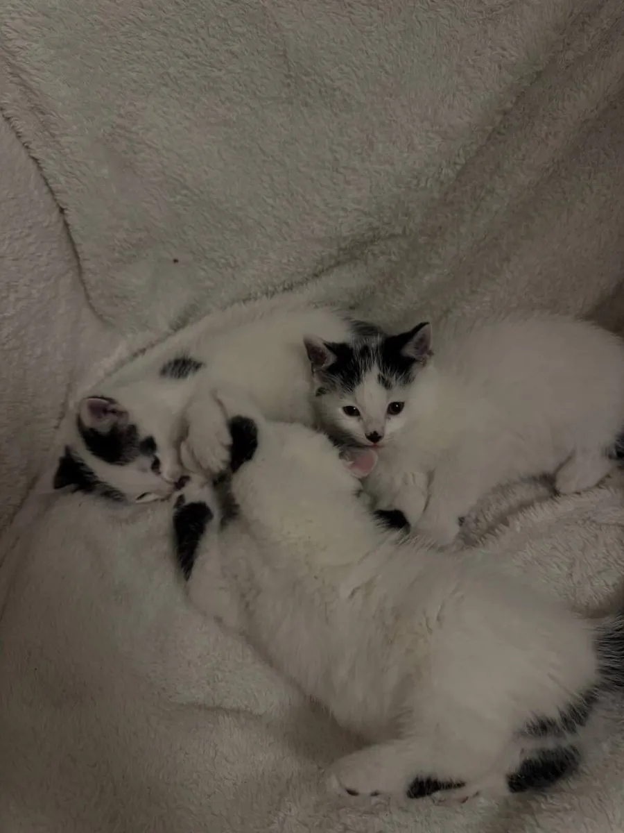 Kittens - Image 2
