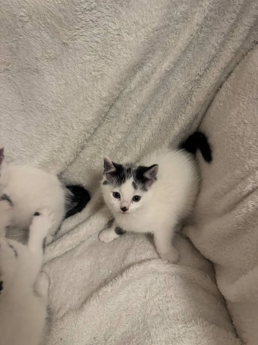 Kittens - Image 3