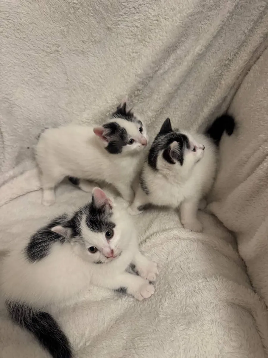Kittens - Image 4