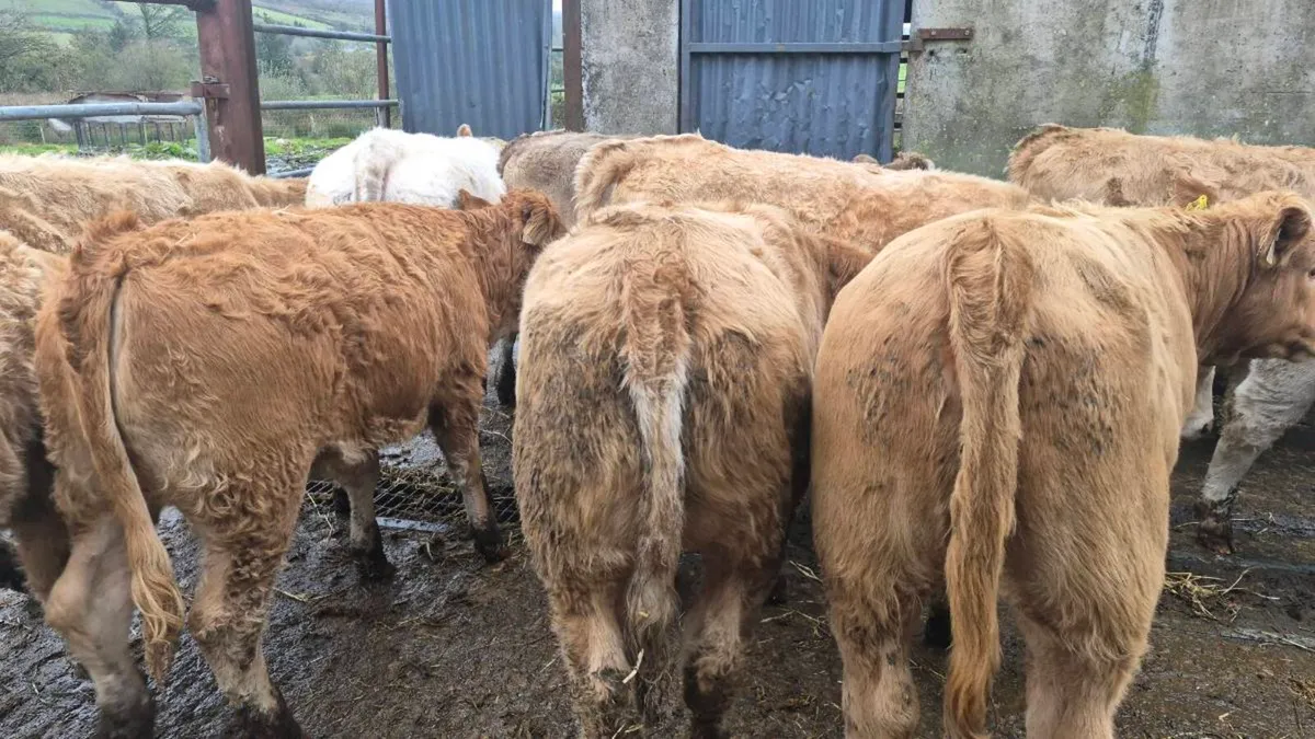 10 heifers - Image 4