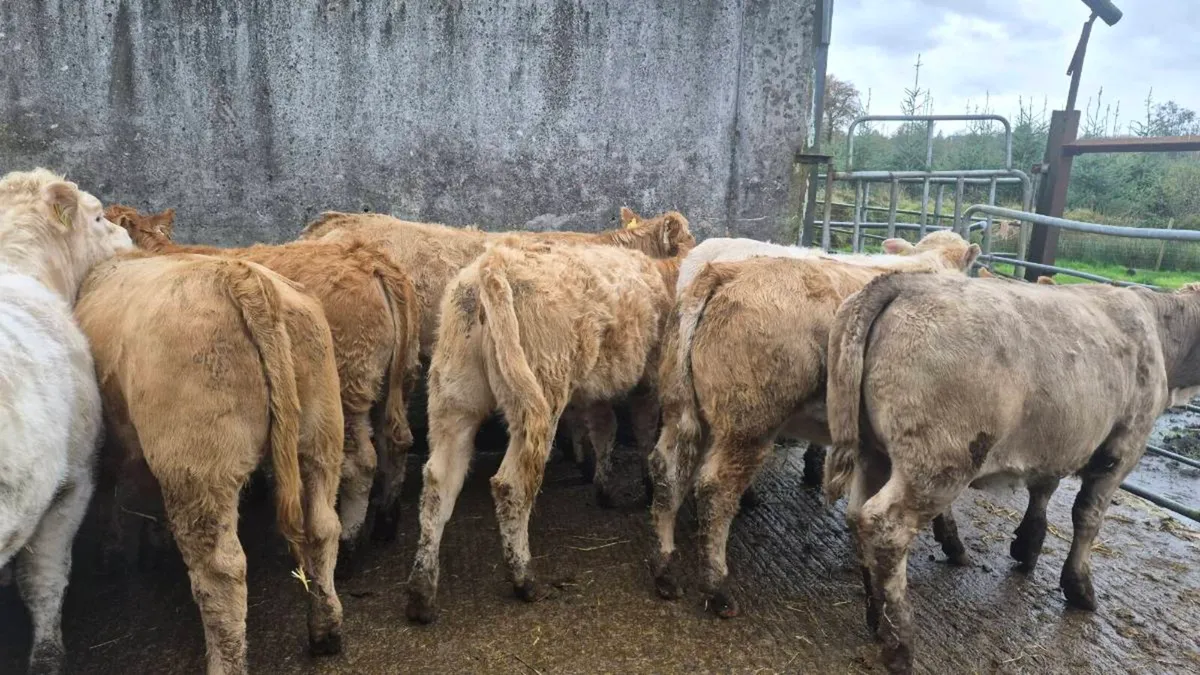 10 heifers - Image 2