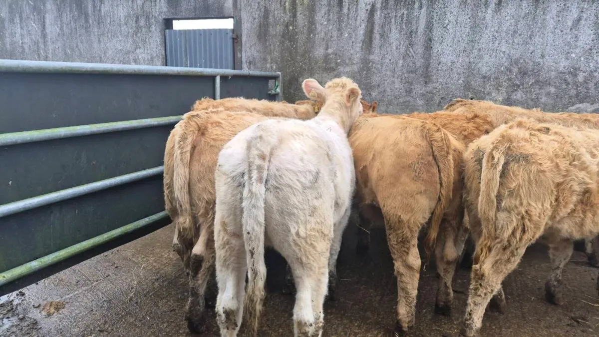 10 heifers - Image 3