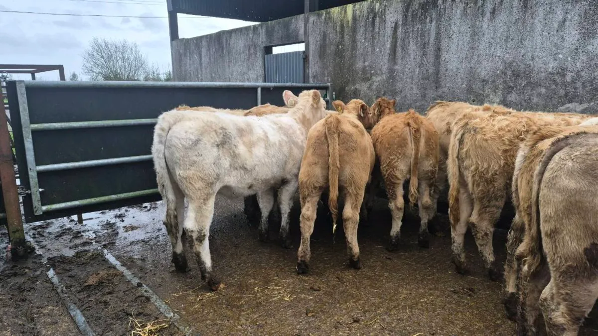 10 heifers - Image 1